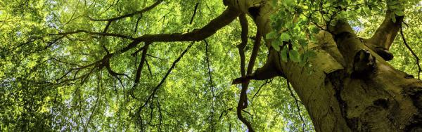 Strategic Management Force